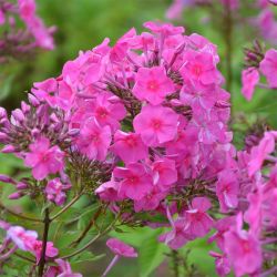 Phlox 'Winnetou'