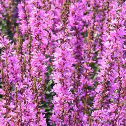 Lythrum 'Dropmore Scarlet'