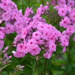 Phlox 'Minnehaha'