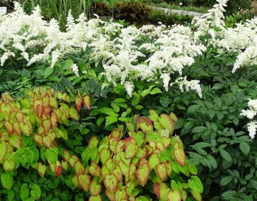 Weiße Astilben und Elfenblumen mit rotgerandetem frischgrünem Laub bringen absonnige Plätze zum Leuchten.