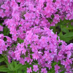 Phlox 'Christine' (JS CHRISTINE)