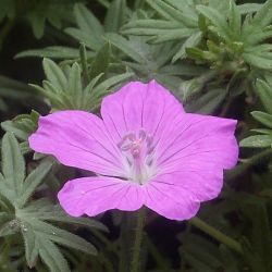 Geranium sanguineum `Compactum´