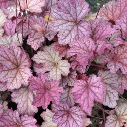 Heuchera `Berry Smoothie´