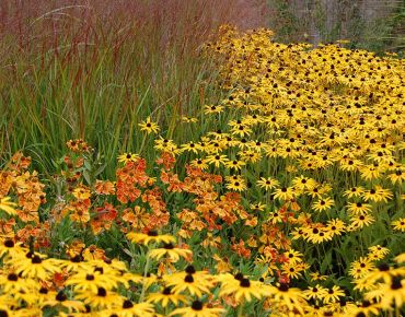 Rutenhirse (Panicum virgatum), Sonnenbraut und Sonnenhut (Rudbeckia) tauchen den Herbstgarten in warme Farben.