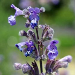 Nepeta `Dropmore´