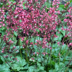 Heuchera `Paris´