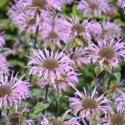 Monarda ´Rebecca`