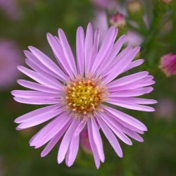 Aster `Pink Star´