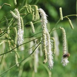 Sanguisorba tenuifolia `Albiflora´